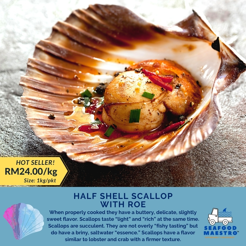 Half Shell Scallop With Roe 1kg Pkt By Pkt Seafood Maestro Malaysia