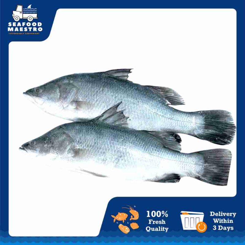 <b> Frozen Asian Seabass "Siakap" 400-600gm x 1 Nos - Cleaned