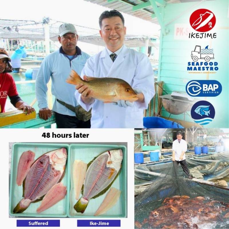 <a> Fresh Ikejime Fish - Snapper, Pomfret, Grouper (Sashimi Grade) - Pre Order!